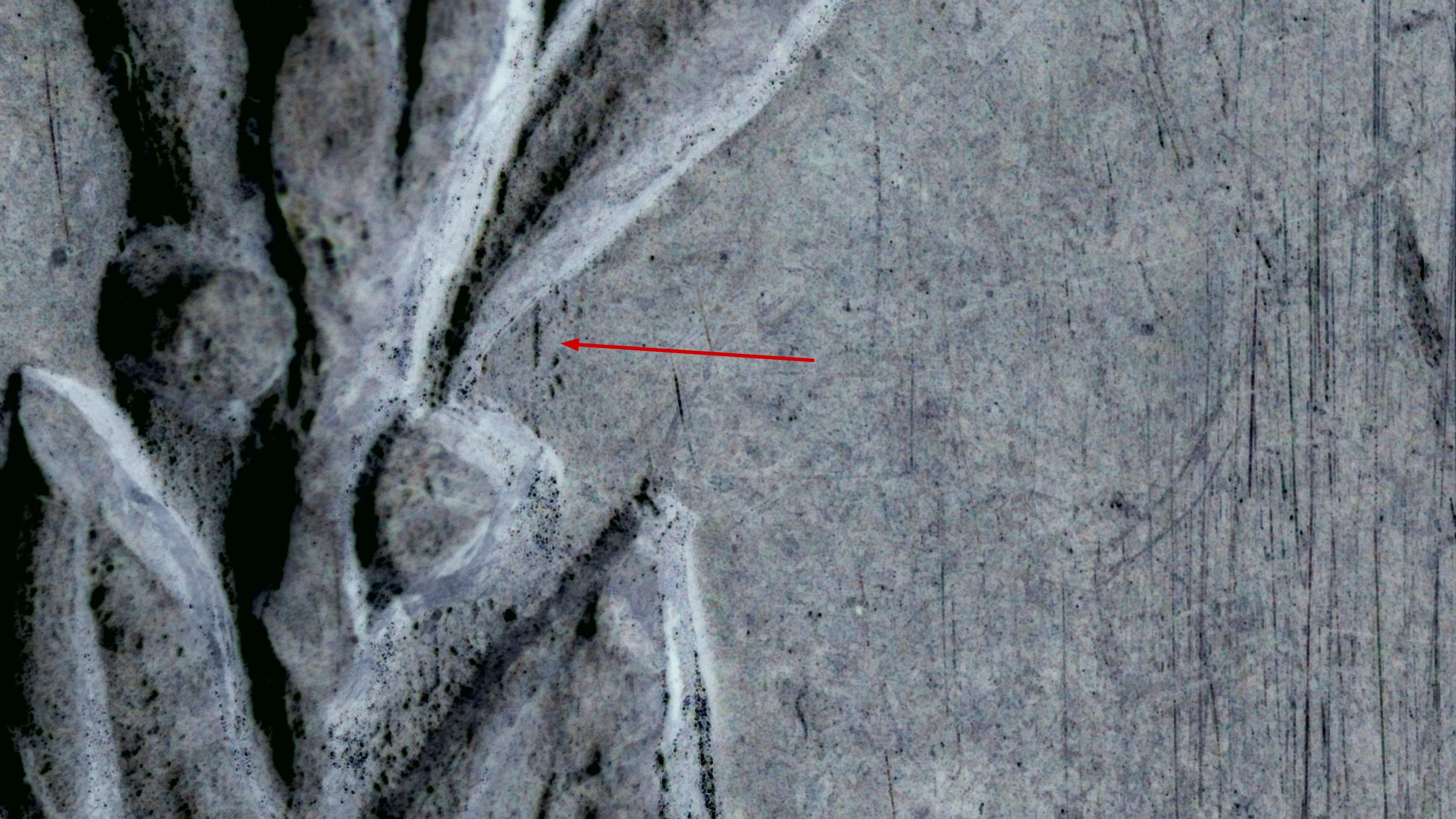 Left Berry Polish Line